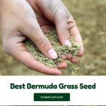 Read more about the article Best Bermuda Grass Seed 2024