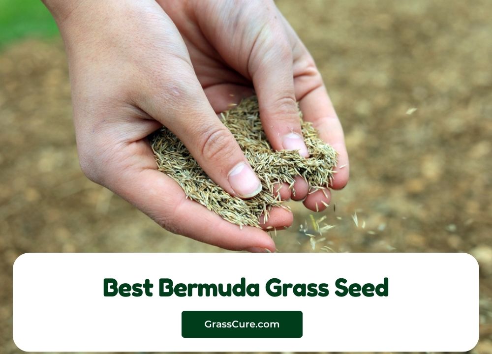 Best Bermuda Grass Seed