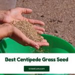 Read more about the article Best Centipede Grass Seed 2024