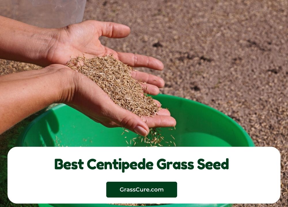 Best Centipede Grass Seed