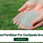 Read more about the article 5 Best Fertilizer For Centipede Grass 2024