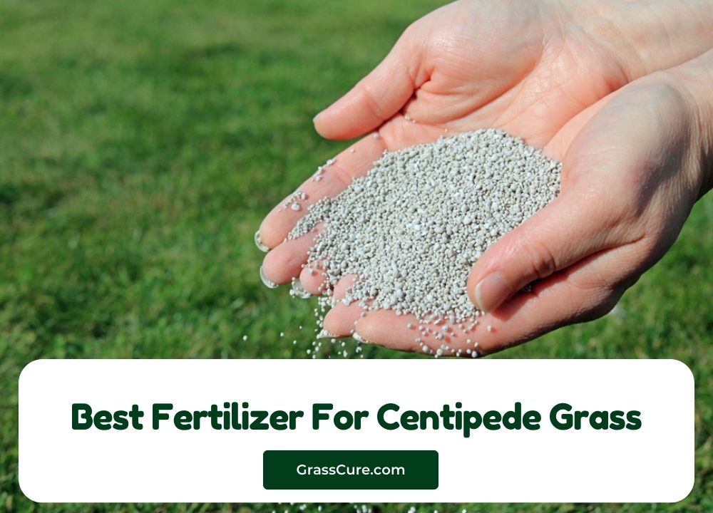 Best Fertilizer For Centipede Grass