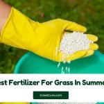 Read more about the article Best Fertilizer For Grass In Summer 2024