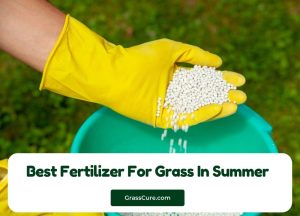 Read more about the article Best Fertilizer For Grass In Summer 2024