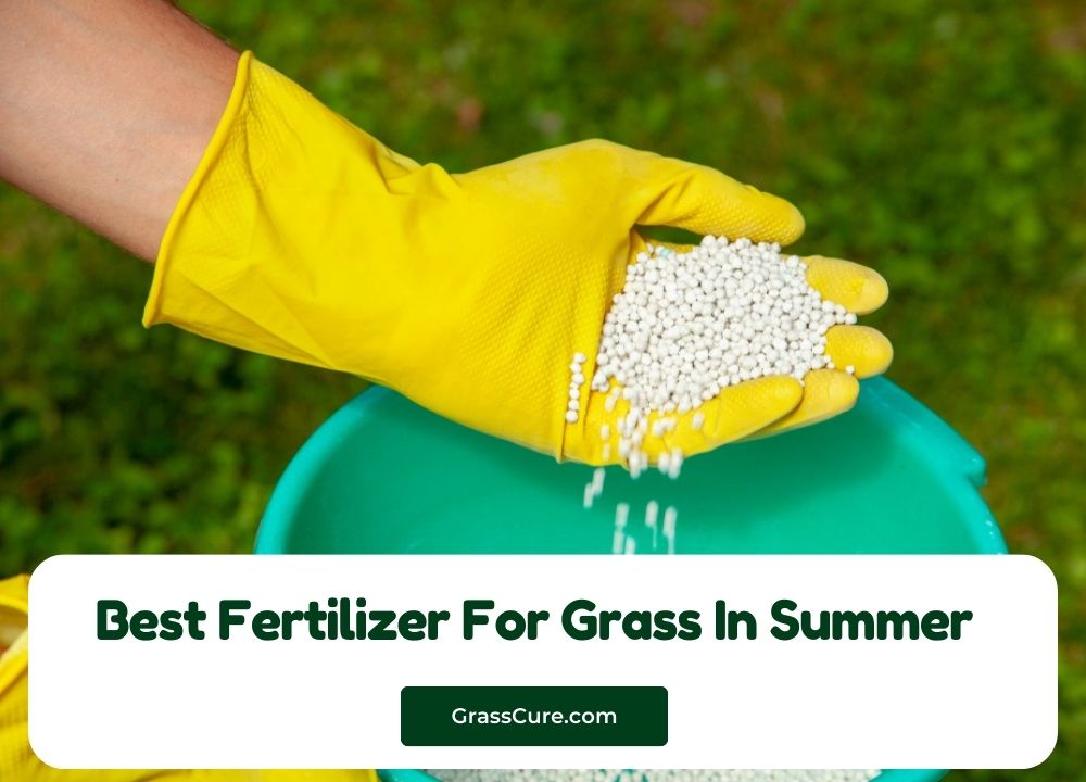 You are currently viewing Best Fertilizer For Grass In Summer 2024