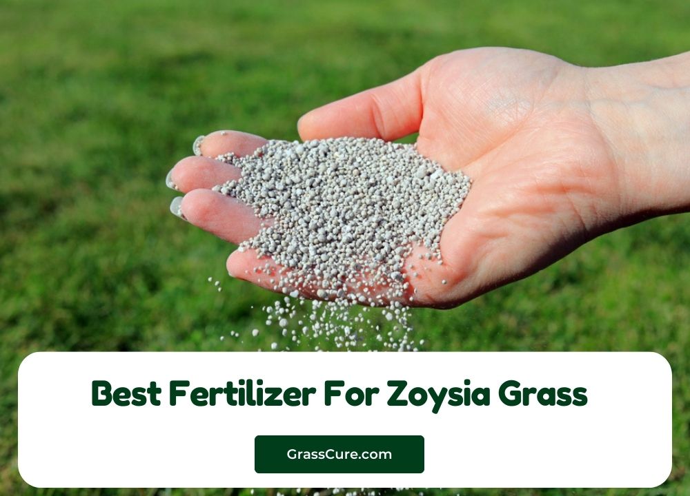 Best Fertilizer For Zoysia Grass