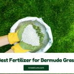 Read more about the article 5 Best Fertilizer for Bermuda Grass 2024