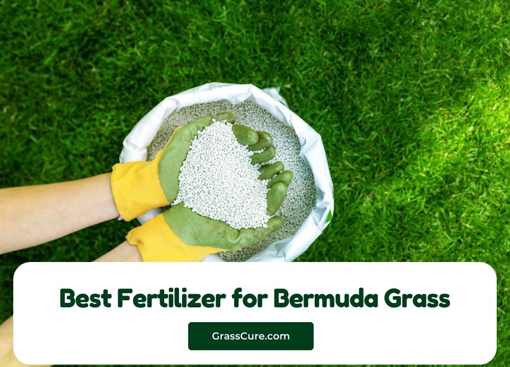 Best Fertilizer for Bermuda Grass