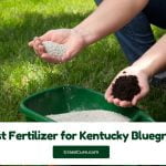 Read more about the article 5 Best Fertilizer for Kentucky Bluegrass 2024