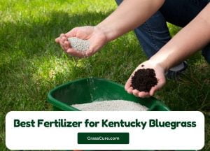 Read more about the article 5 Best Fertilizer for Kentucky Bluegrass 2024