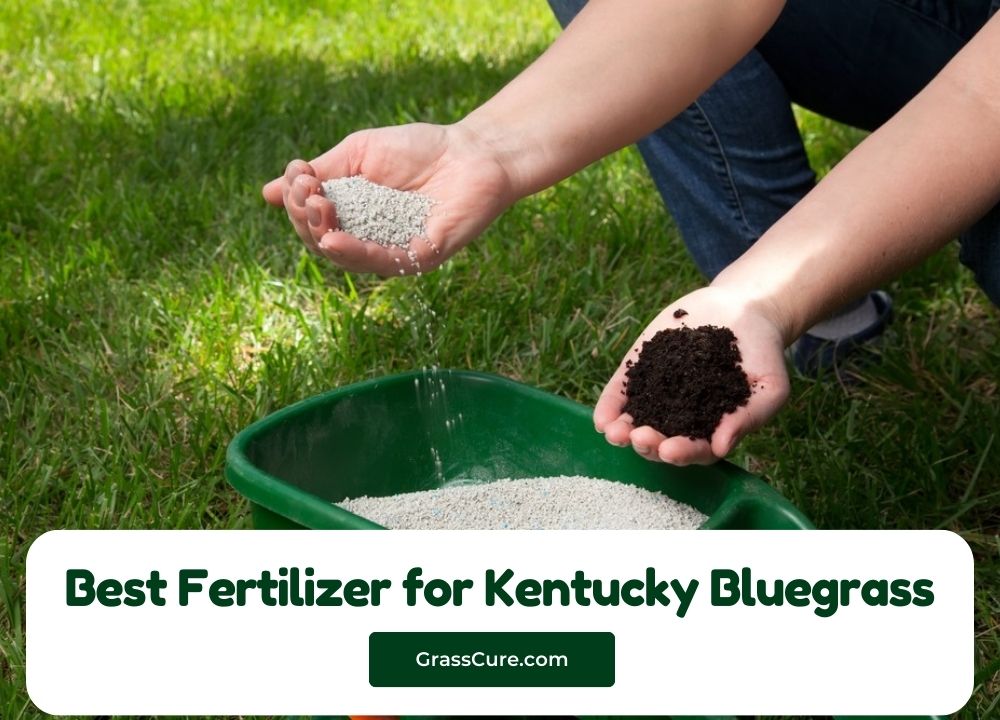 Best Fertilizer for Kentucky Bluegrass