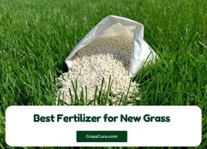 Read more about the article Best Fertilizer for New Grass 2024