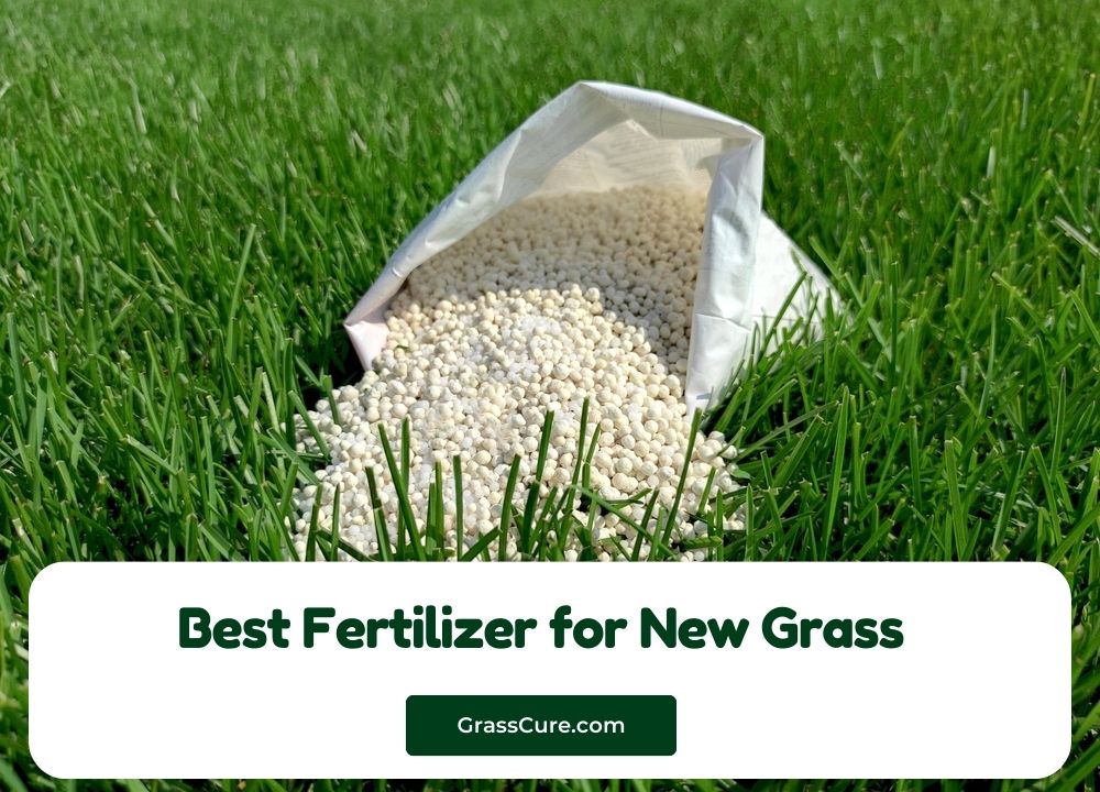 Best Fertilizer for New Grass