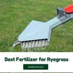 Read more about the article Best Fertilizer for Ryegrass 2024