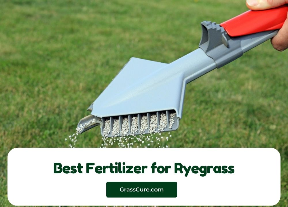 Best Fertilizer for Ryegrass