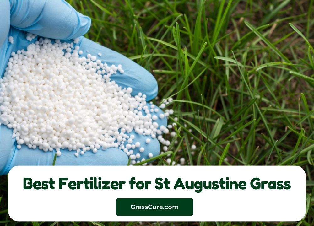 Best Fertilizer for St Augustine Grass