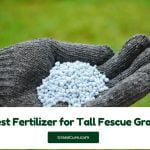 Read more about the article 5 Best Fertilizer for Tall Fescue Grass 2024