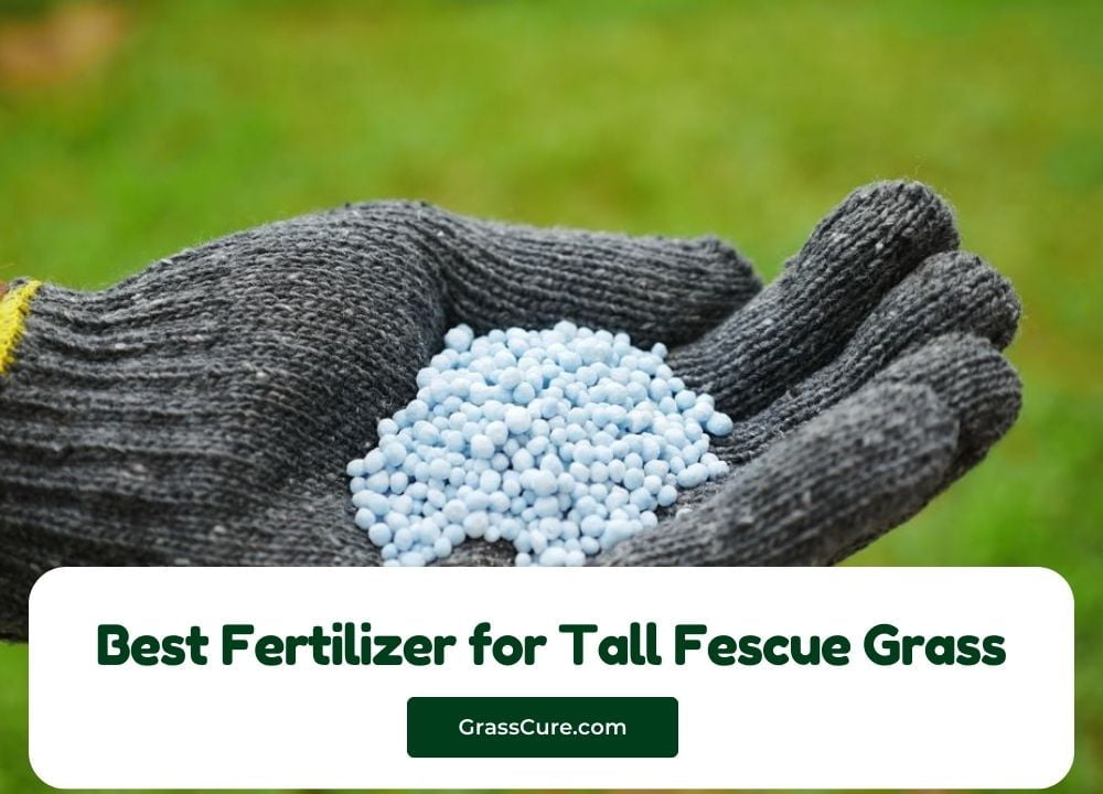 Best Fertilizer for Tall Fescue Grass