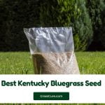 Read more about the article 7 Best Kentucky Bluegrass Seed 2024