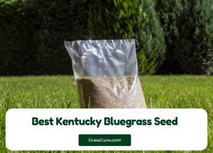 Read more about the article Best Kentucky Bluegrass Seed 2024