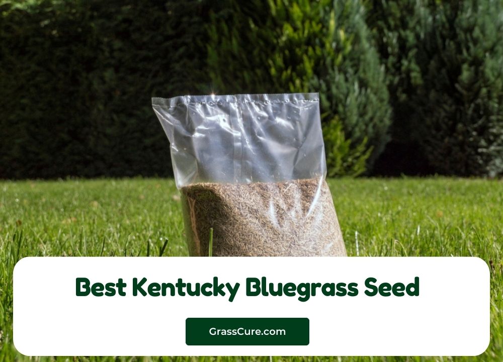 Best Kentucky Bluegrass Seed