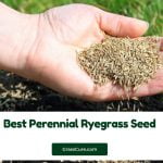 Read more about the article 5 Best Perennial Ryegrass Seed 2024