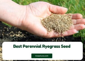 Read more about the article Best Perennial Ryegrass Seed 2024