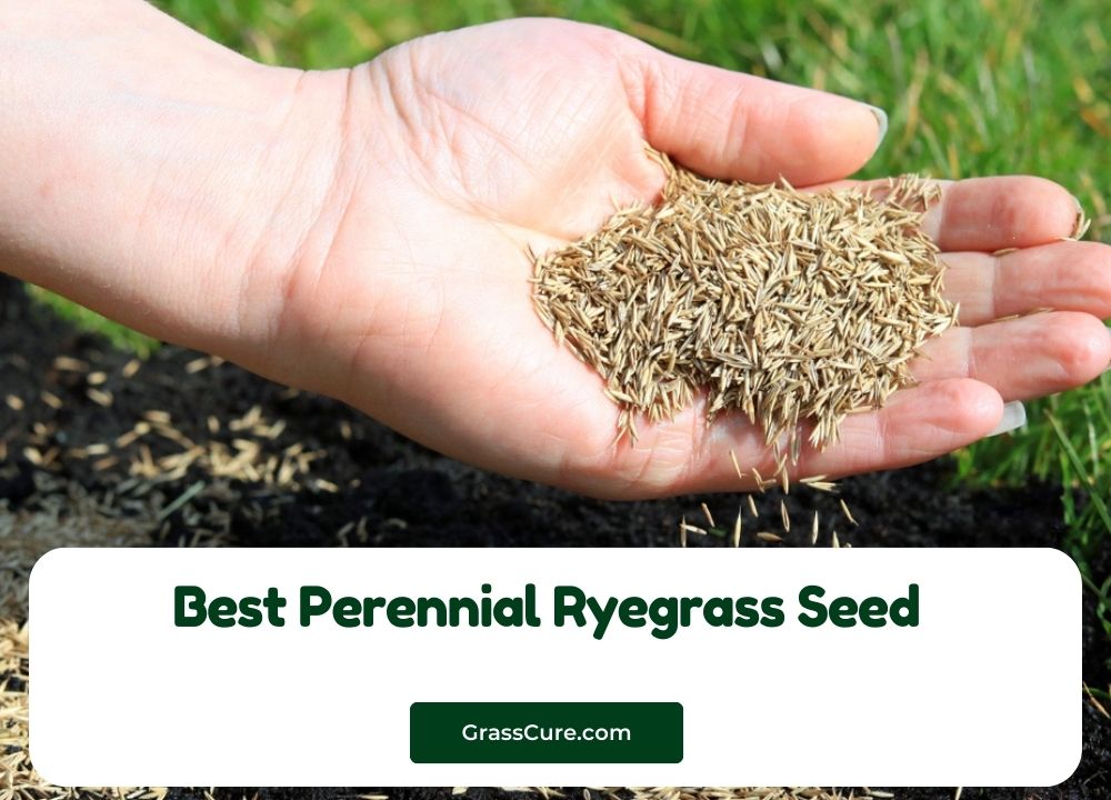 Best Perennial Ryegrass Seed