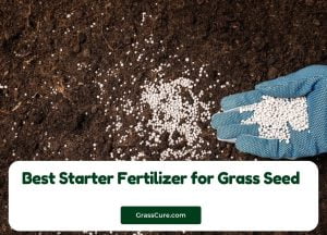 Read more about the article Best Starter Fertilizer for Grass Seed 2024