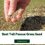 Read more about the article Best Tall Fescue Grass Seed 2024