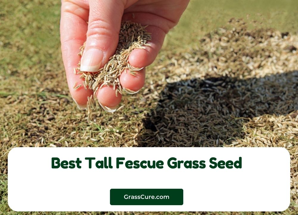 Best Tall Fescue Grass Seed