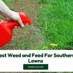 Read more about the article 5 Best Weed and Feed For Southern Lawns