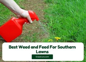 Read more about the article 5 Best Weed and Feed For Southern Lawns