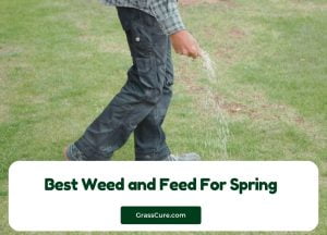 Read more about the article 5 Best Weed and Feed For Spring