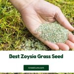 Read more about the article Best Zoysia Grass Seed 2024