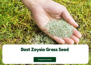 Read more about the article Best Zoysia Grass Seed 2024