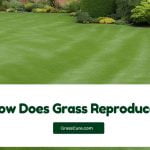 Read more about the article How Does Grass Reproduce?