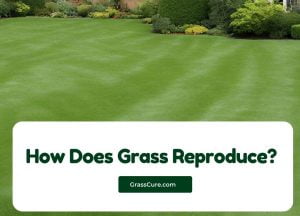 Read more about the article How Does Grass Reproduce?