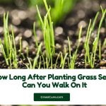 Read more about the article How Long After Planting Grass Seed Can You Walk On It?