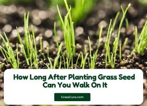 Read more about the article How Long After Planting Grass Seed Can You Walk On It?