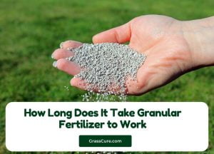 Read more about the article How Long Does It Take Granular Fertilizer to Work