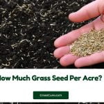 Read more about the article How Much Grass Seed Per Acre?