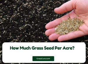 Read more about the article How Much Grass Seed Per Acre?