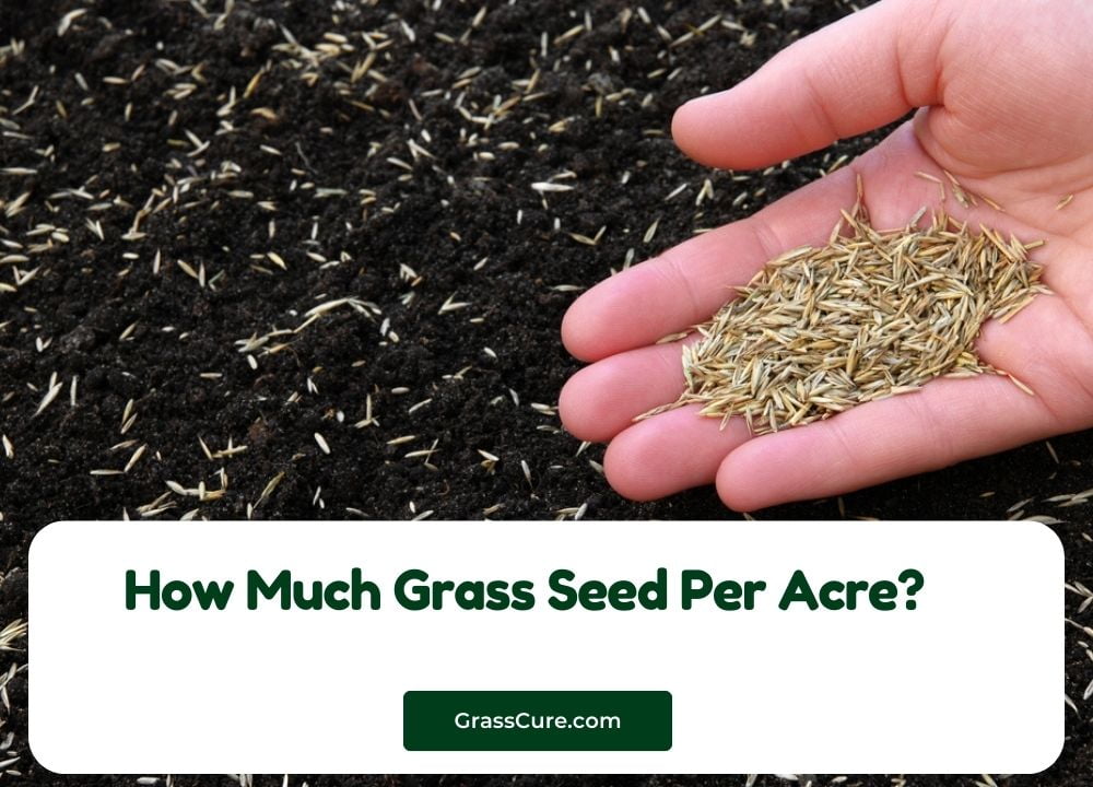 You are currently viewing How Much Grass Seed Per Acre?