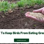 Read more about the article How To Keep Birds From Eating Grass Seed?