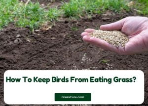 Read more about the article How To Keep Birds From Eating Grass Seed?