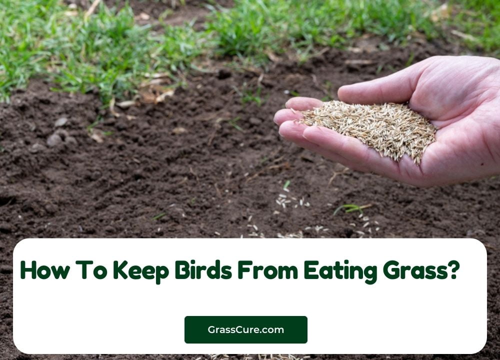 How To Keep Birds From Eating Grass seed