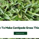 Read more about the article How To Make Centipede Grass Thicker?