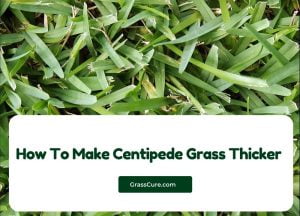 Read more about the article How To Make Centipede Grass Thicker?