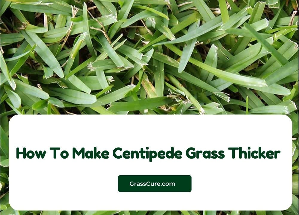 You are currently viewing How To Make Centipede Grass Thicker?